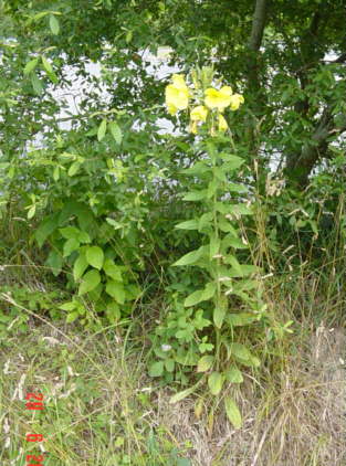 photo1