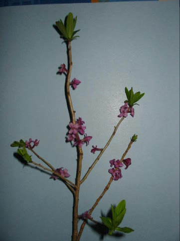 photo1