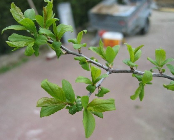 photo1