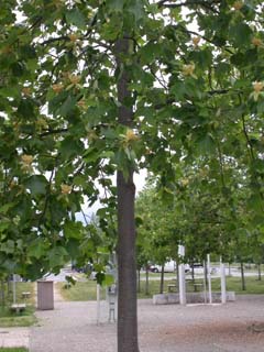 photo1