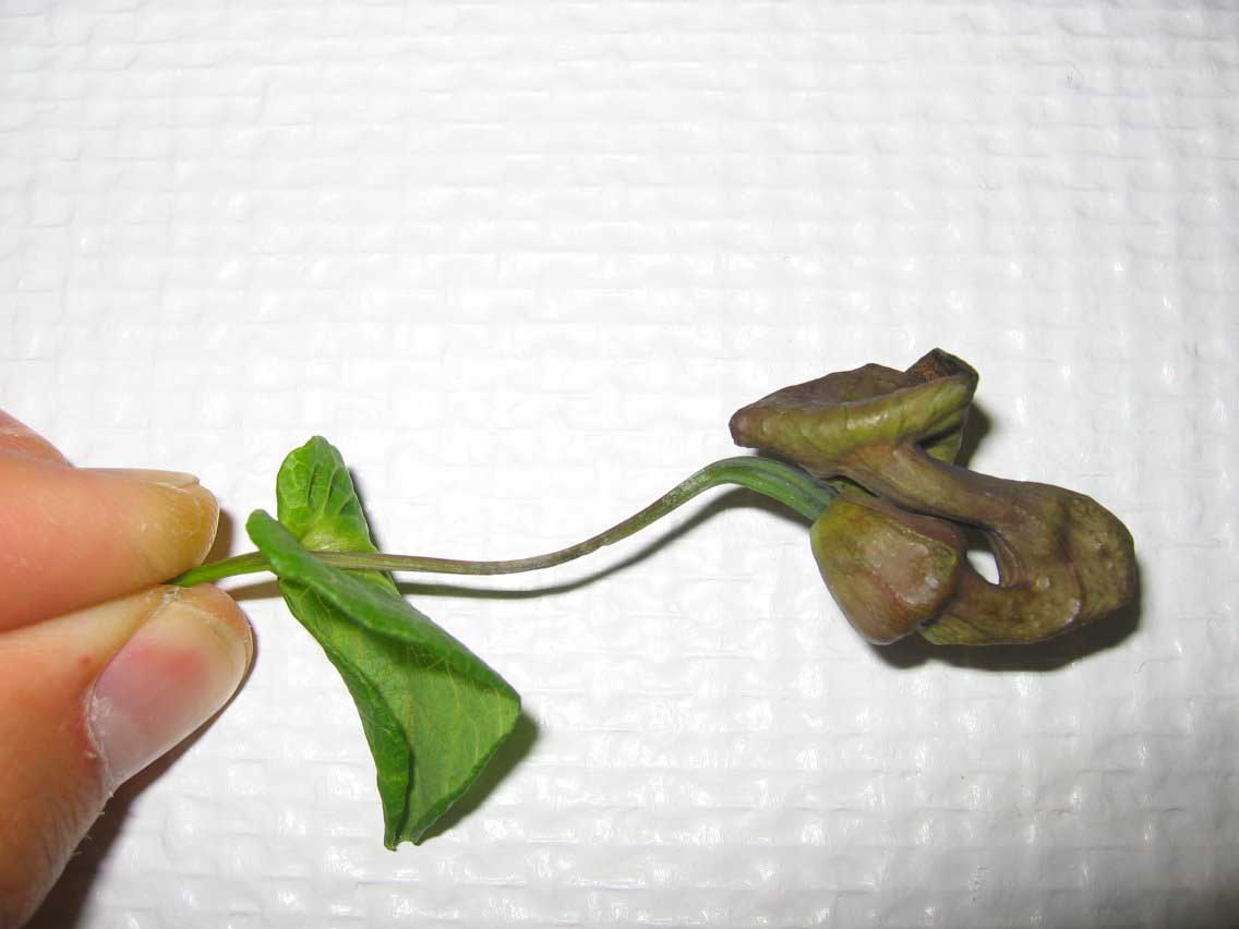 photo1