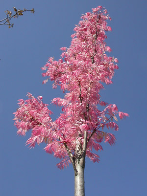 photo1