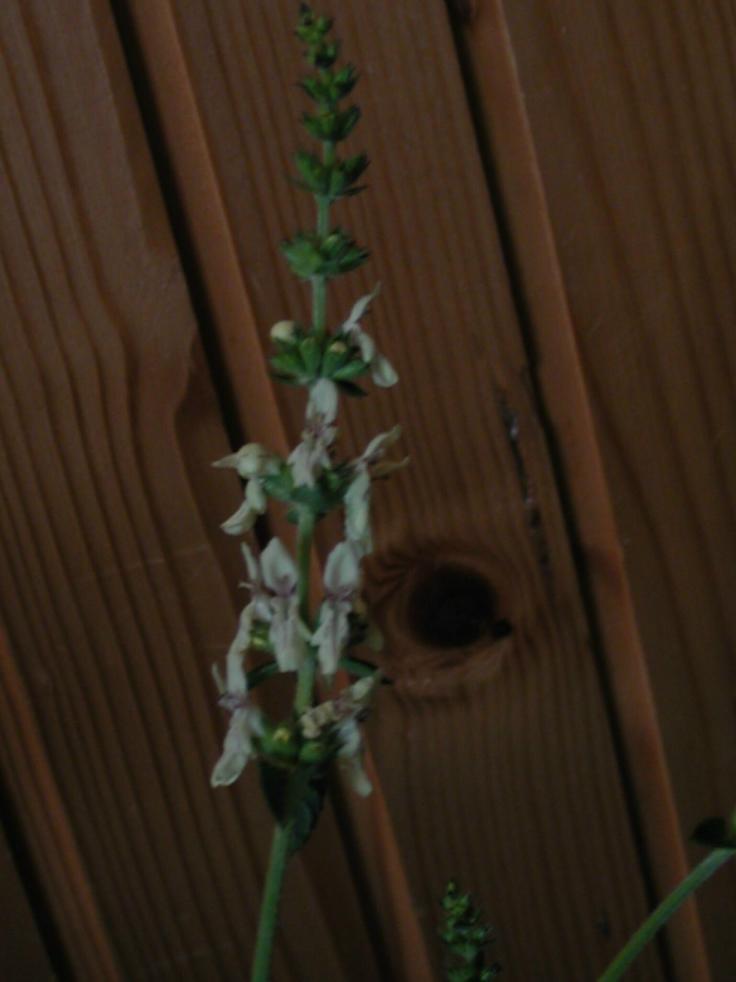 photo1