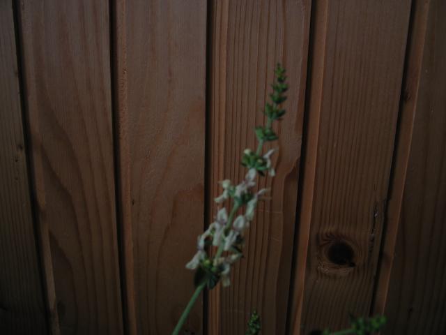 photo2