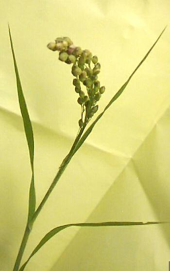photo1