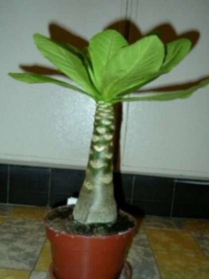 photo1